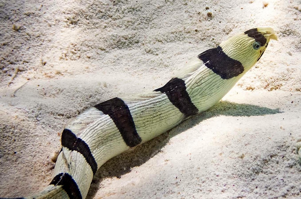 Myrichthys colubrinus Ringed snake eel New Caledonia long banded fish
