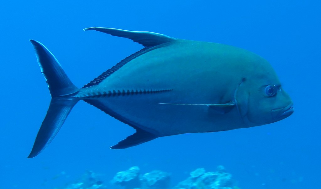 Caranx lugubris Carangue noire Nouvelle-Calédonie plongée sous-marine