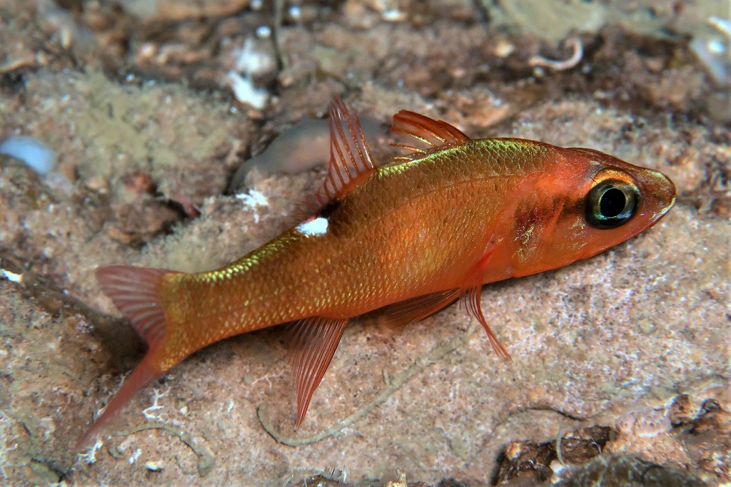 Zapogon evermanni Tomari hiiro tenjikudai トマリヒイロテンジクダイ ニューカレドニア