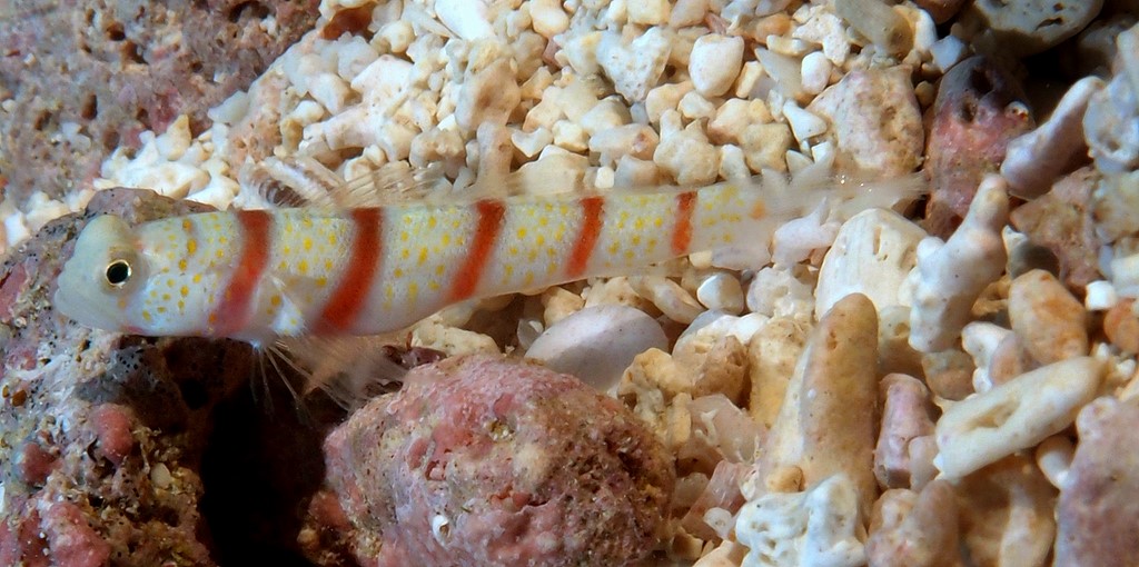 Amblyeleotris fasciata Redbarred shrimp goby New Caledonia sexy fish