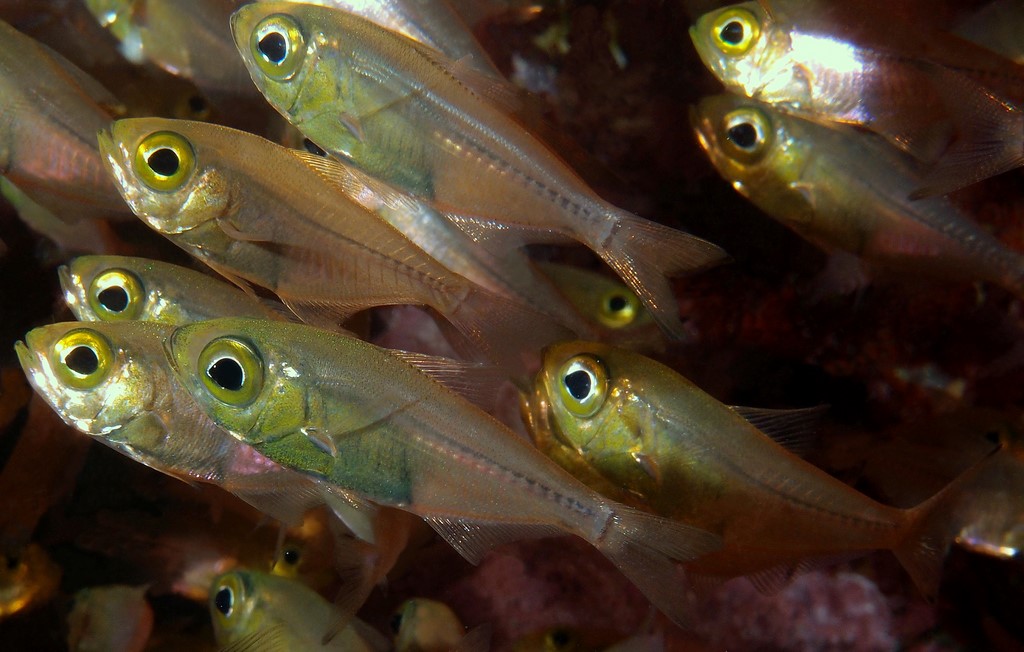 Parapriacanthus ransonneti Pigmy sweeper New Caledonia Feeds on zooplankton at night