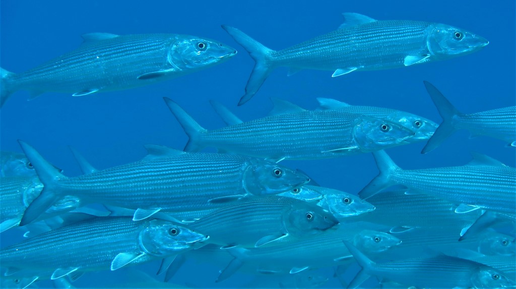 Albula argentea New Caledonia Pacific bonefish