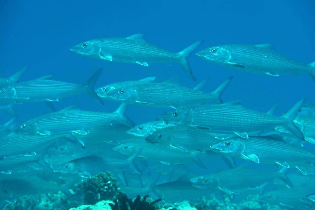 Albula argentea Nouvelle-Calédonie poisson banane du Pacifique