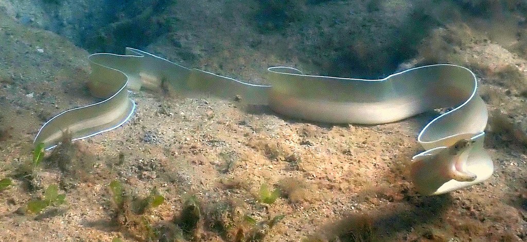 Pseudechidna brummeri Murène à ruban blanc Nouvelle-Calédonie