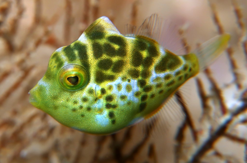 Paraluteres prionurus Nokogirihagi ノコギリハギ 少年 ニューカレドニア