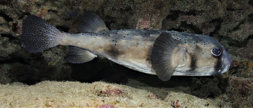 Chilomycterus reticulatus イシガキフグ ニューカレドニア