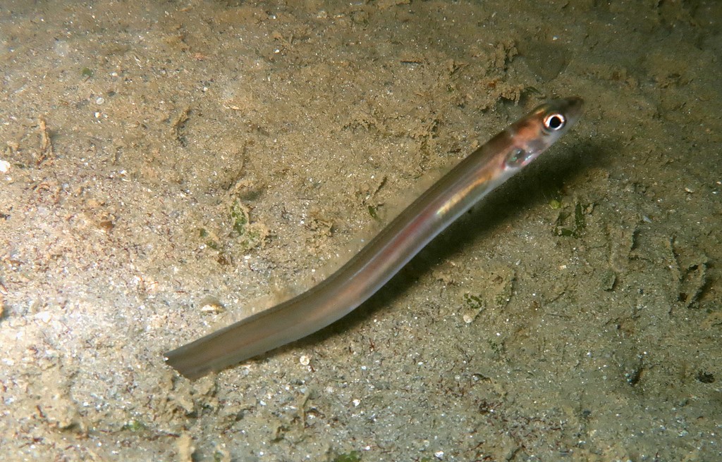 Ariosoma scheelei Scheele's conger New Caledonia Noumea scuba diving