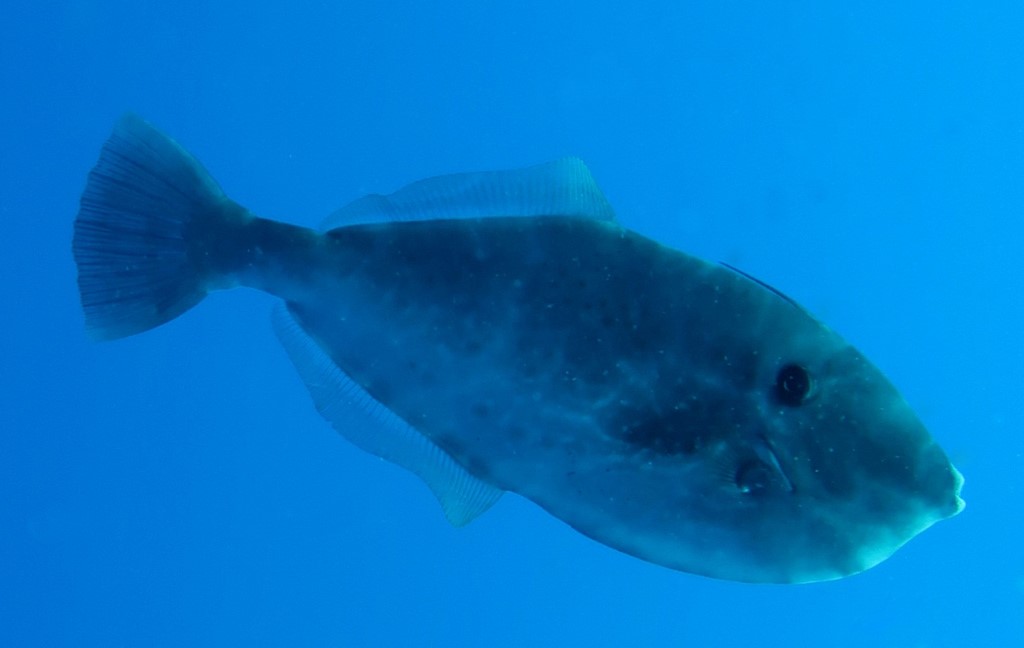 Aluterus monoceros Bourse licorne Nouvelle-Calédonie poisson du large