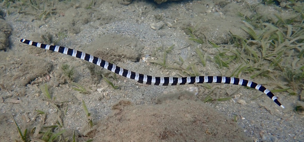 Leiuranus semicinctus Anguille-serpent à Selles Nouvelle-Calédonie plongée Ouémo