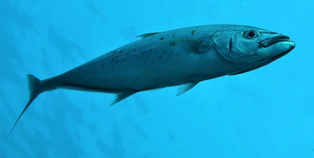 Craterognathus plagiotaenia Indo-kaiwari インドカイワリ ニューカレドニア