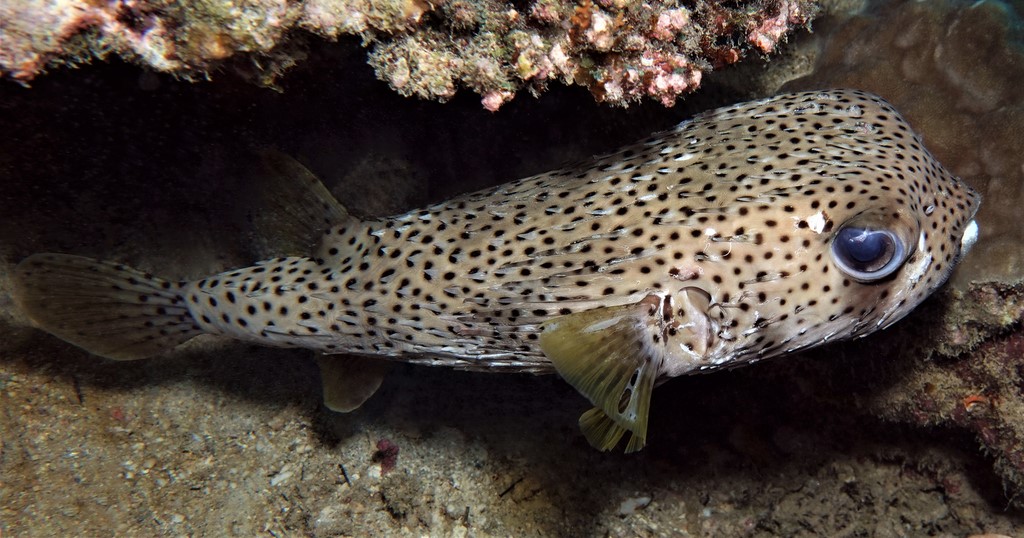 Diodon hystrix Nezumifugu ネズミフグ ニューカレドニア