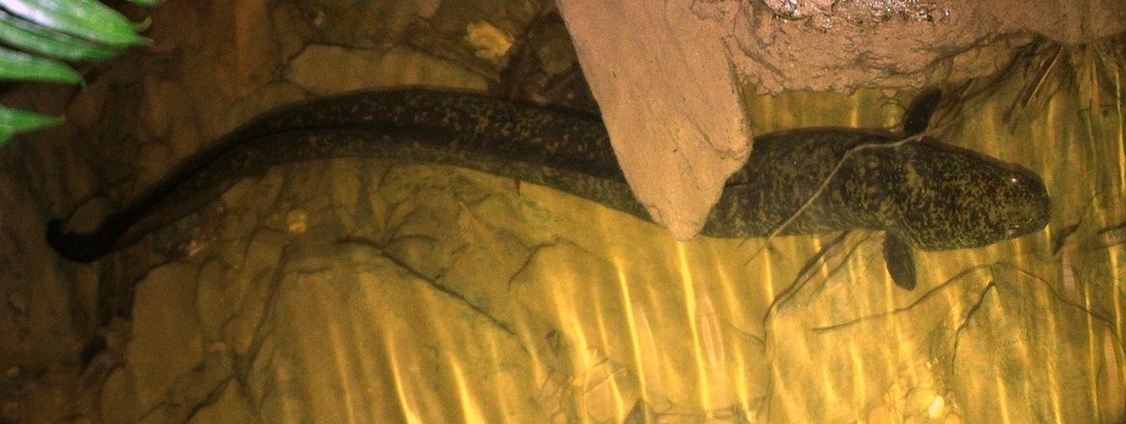 Anguilla marmorata Giant mottled eel New Caledonia Touho stream