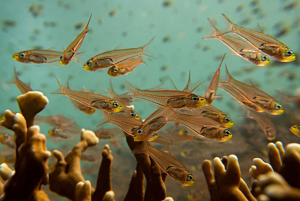 Verulux cypselurus Kurosuji-sukashitenjikudai クロスジスカシテンジクダイ ニューカレドニア