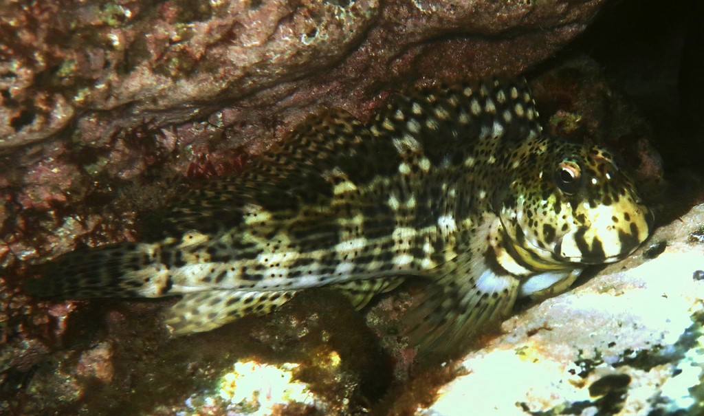 Entomacrodus decussatus Wavy lined blenny New Caledonia