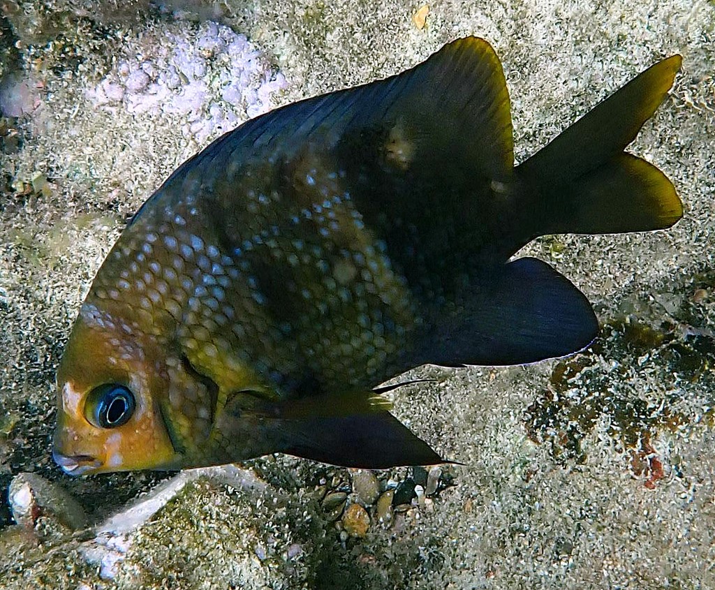 Parma polylepis Banded scalyfin New Caledonia