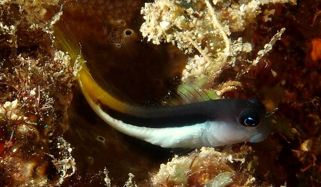 Ecsenius bicolor Blennie bicolore Juvenile Nouvelle-Calédonie