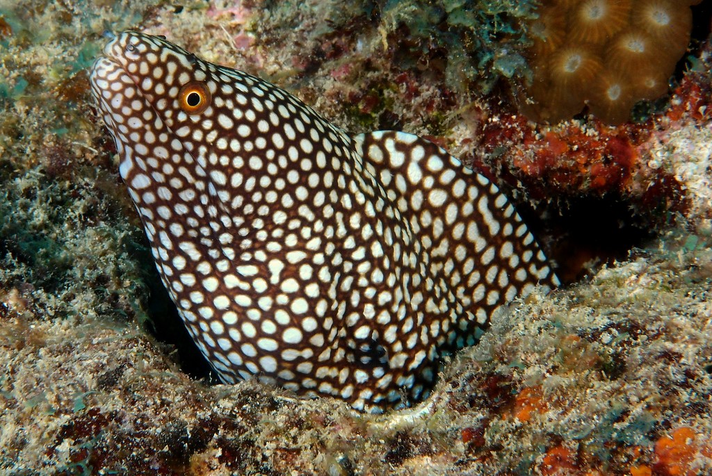 Gymnothorax meleagris Passe de Dumbea Nouméa Nouvelle-Calédonie