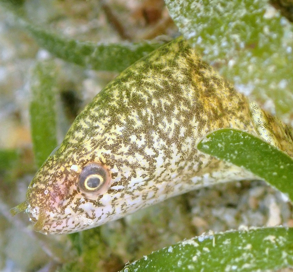 Gymnothorax richardsonii Spotted-lip moray New Caledonia Scuba diving