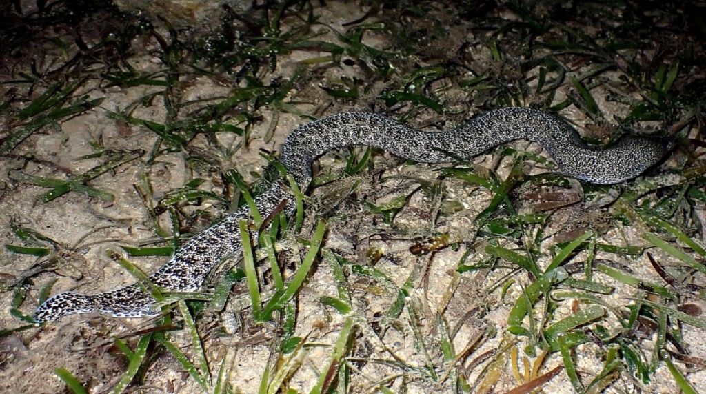 Gymnothorax pictus Black-speckled reef-eels New Caledonia reef photography low tide