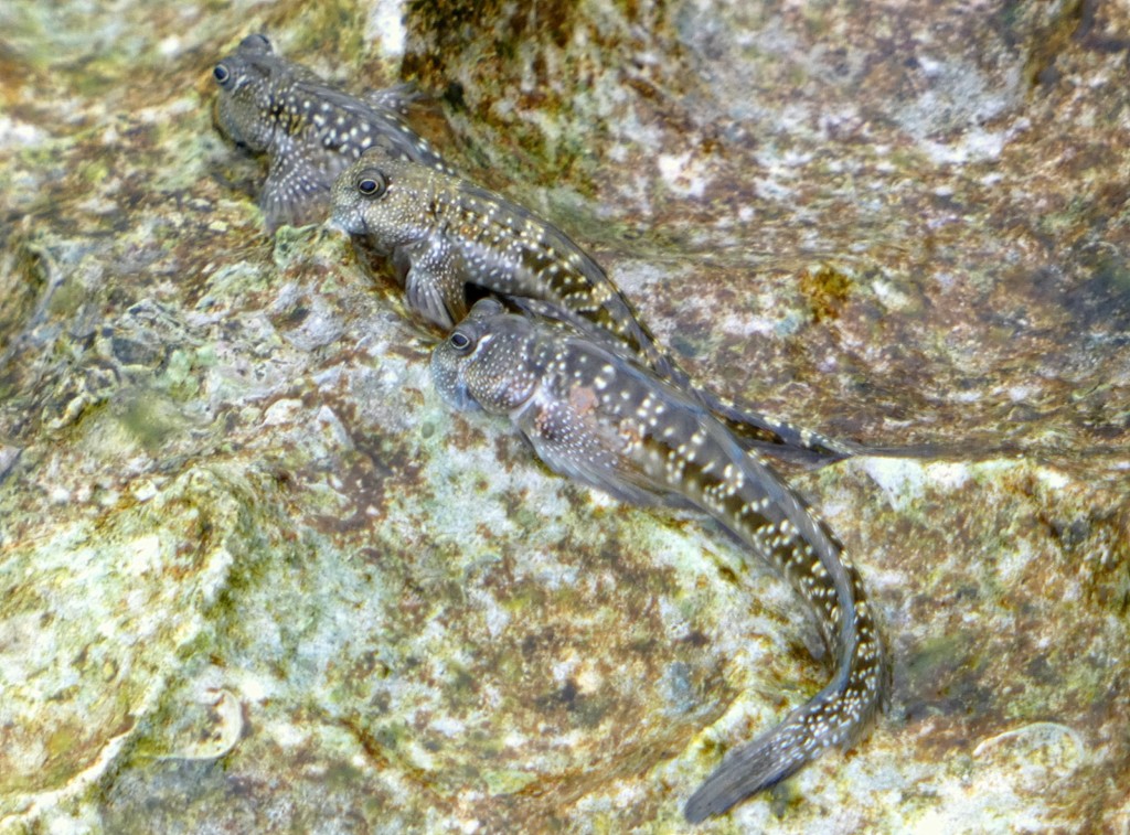 Andamia amphibius Amphibian lipsucker Nouvelle-Calédonie Poisson de Lifou