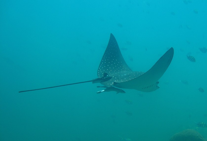 Eagle rays - Sultanante of Oman