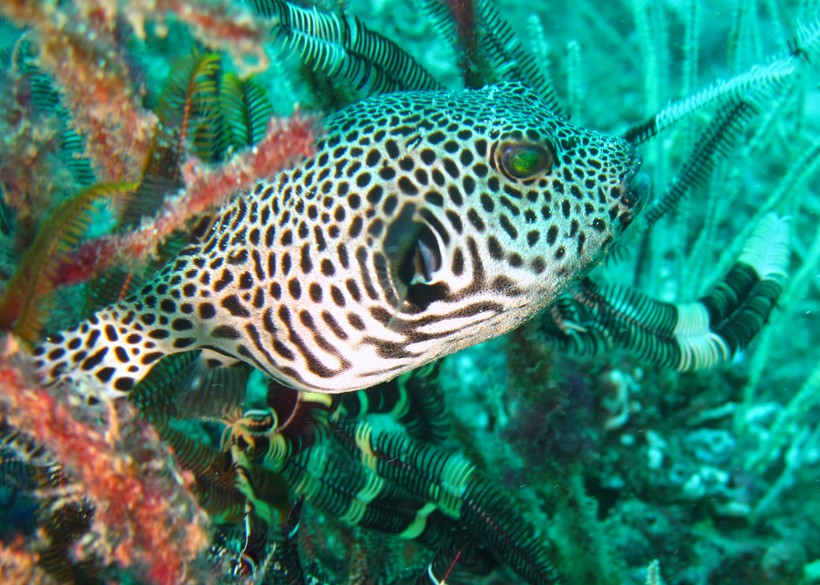 Arothron stellatus Stellate puffer Juvenile Dibba diving Musandam Oman