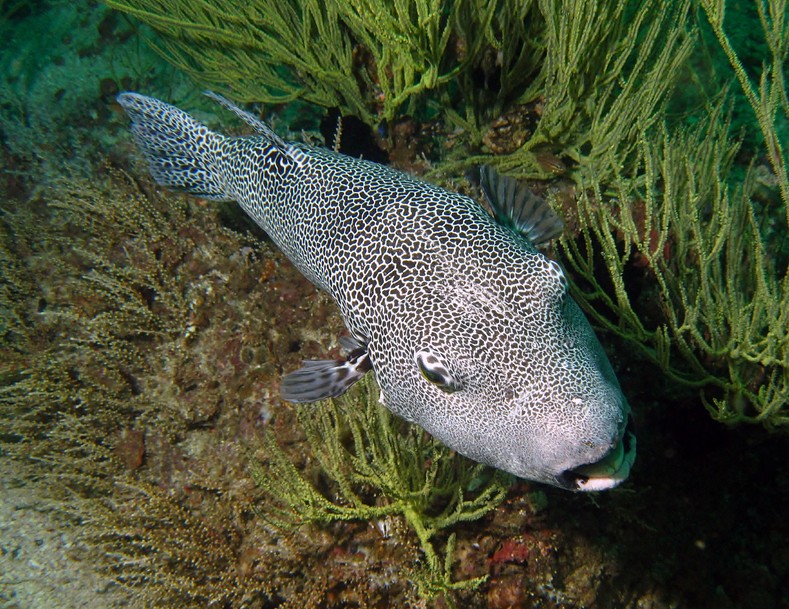 Arothron stellatus Staring blow fish Musandam Oman Sea scuba diving