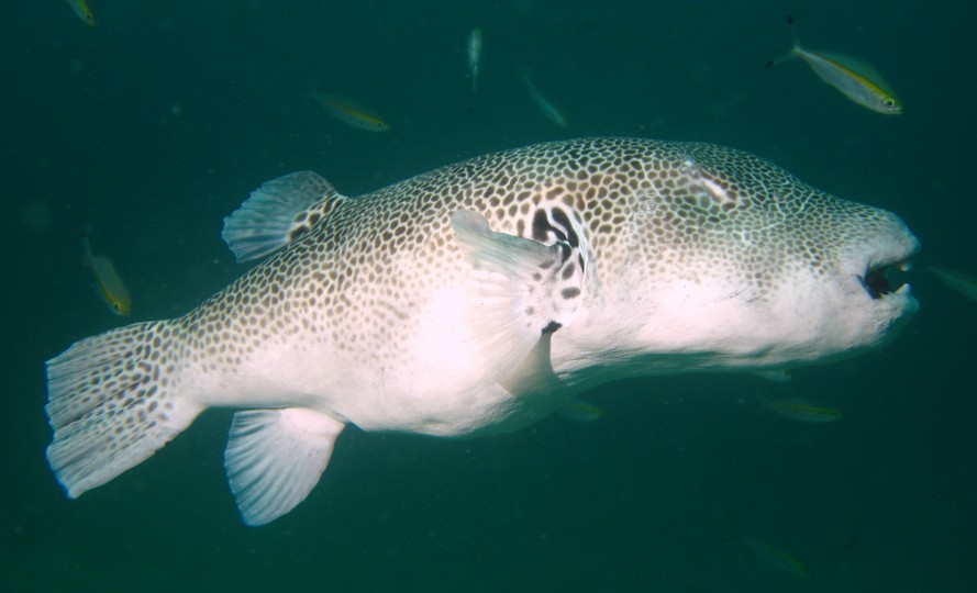 Arothron stellatus Poisson-ballon étoilé Poisson aveugle d'un oeil Mer d'Oman