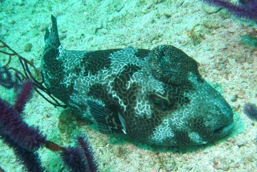 Arothron stellatus Giant pufferfish hood on is head Oman Mussandam Ras Lima