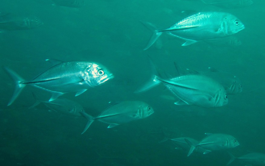 Caranx sexfasciatus bigeye trevally poisson argente silver fish musandam Oman Dibba diving scuba
