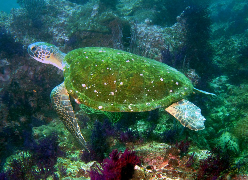 CARETTA CARETTA - Oman sea