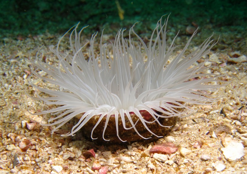 Grosse Zylinderrose, Mittelmeer-Zylinderrose - lima rock - Oman