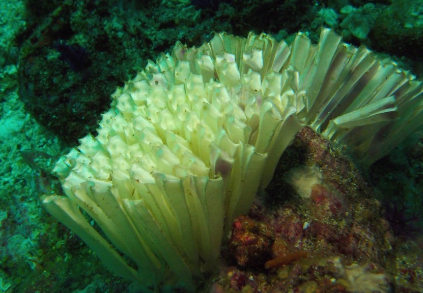 ponte cephalopode murex virgineus oman diving musandam eggs