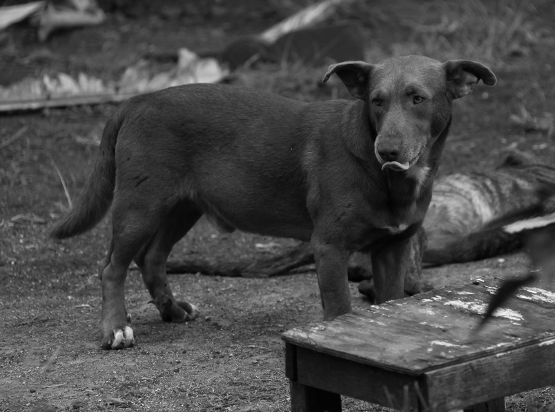 Chien Pure Race