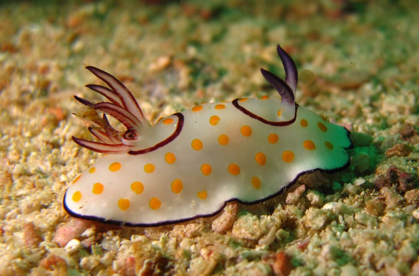 chromodoris annulata nudbranch oman seaslug musandam