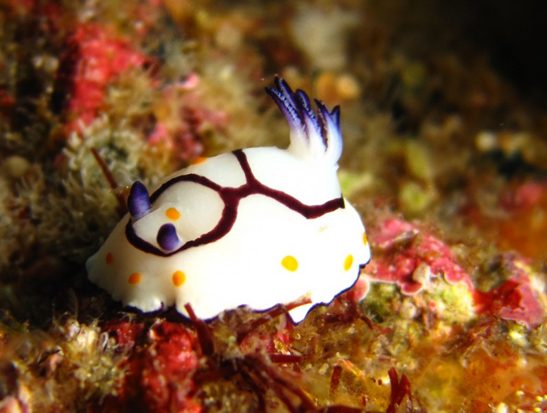 Chromodoris à deux anneaux Oman ras marovi Mussandam