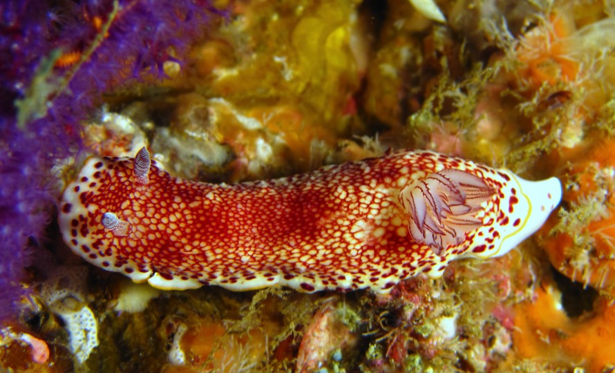 Chromodoris reticulata - Oman sea - Lima rock north