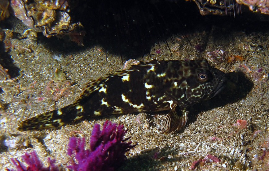 Cirrhitus spilotoceps Oman sea Mussandam diving nomad dibba octopus rock fish