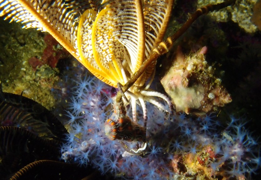 Schlegel's feathers star Sultanate of oman diving dibba plonge mussandam nomad