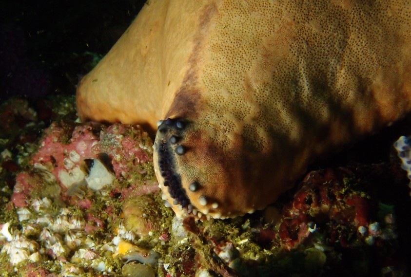 oursin coussin mer d'oman oman sea sea ursin mussandam dibba diving
