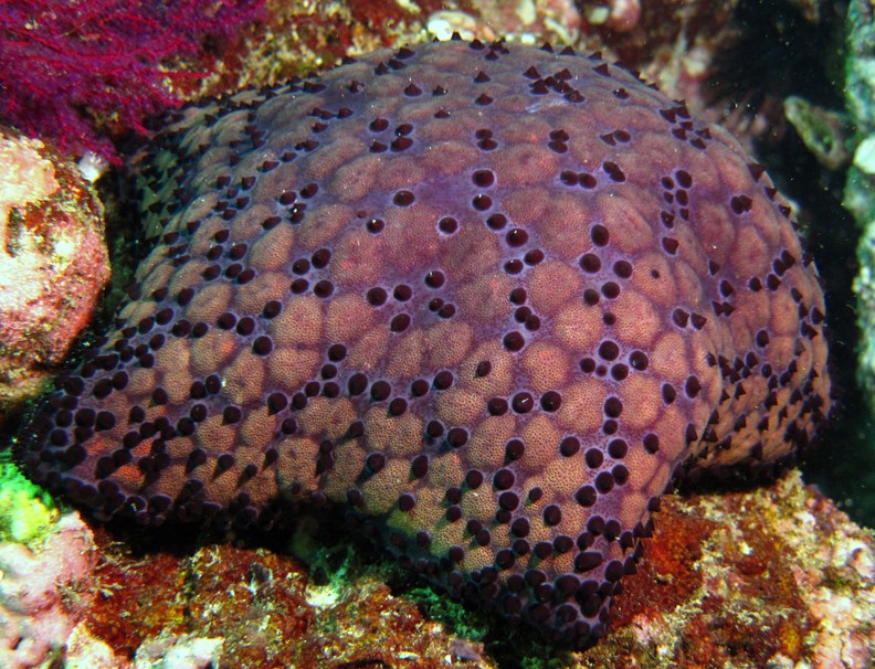 spiny cushion star - Oman sea - mussandam