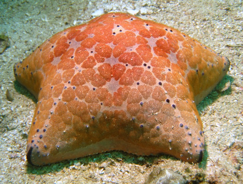 CULCITA SCHMIDELIANA - oursin coussin - Oman - Mussandam