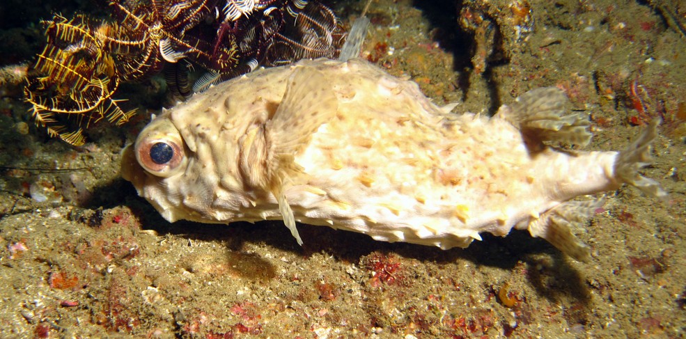 Poisson Ballon Mer Oman musandam