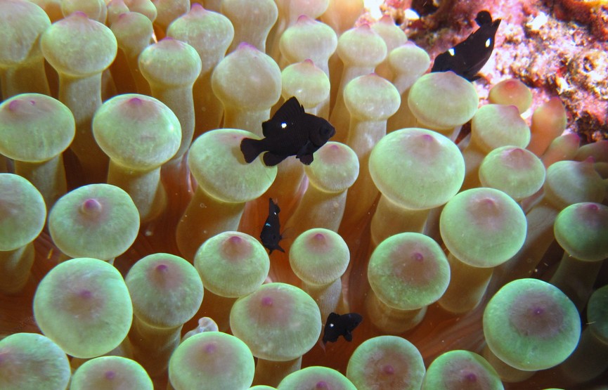 Dascyllus trimaculatus Poisson demoiselle noire Oman Pearl Island