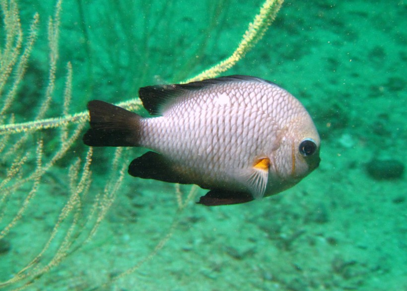 Dascyllus trimaculatus whitespot humbug Oman sea Mussandam Lima Rock south
