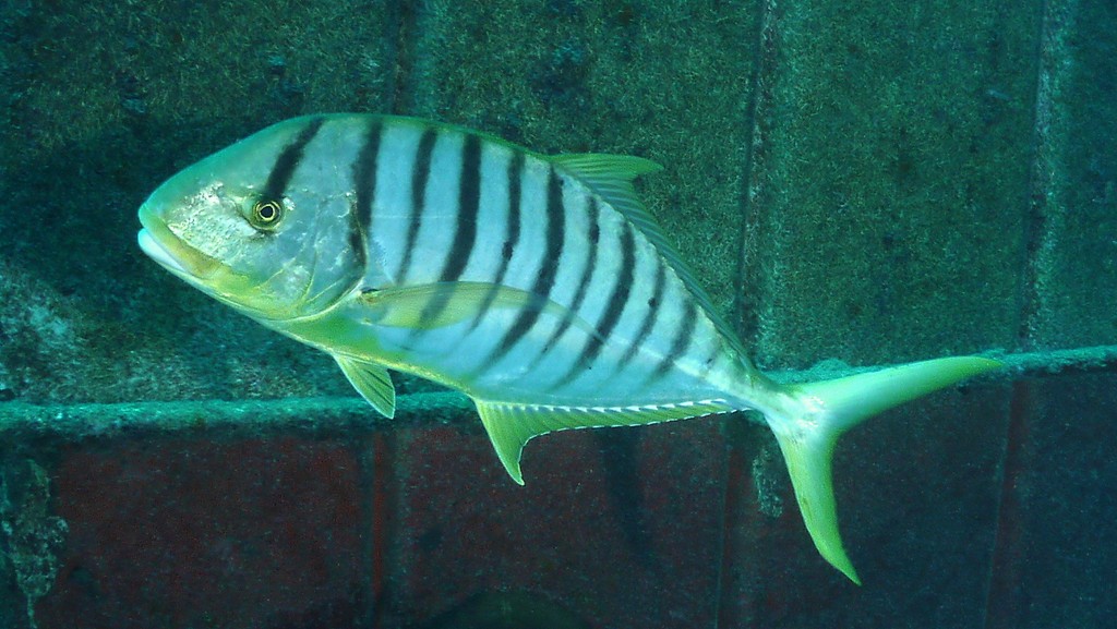 Gnathanodon speciosus Golden trevally New Caledonia