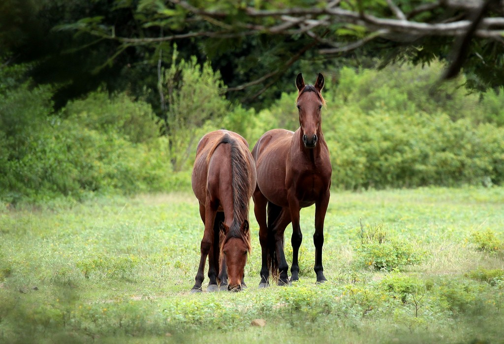 EQUUS CABALLUS - (LINNAEUS, 1758)