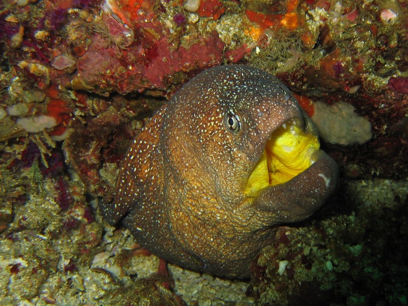 Gelbmaulmuräne - Mussandam Peninsula - Sultanate of Oman