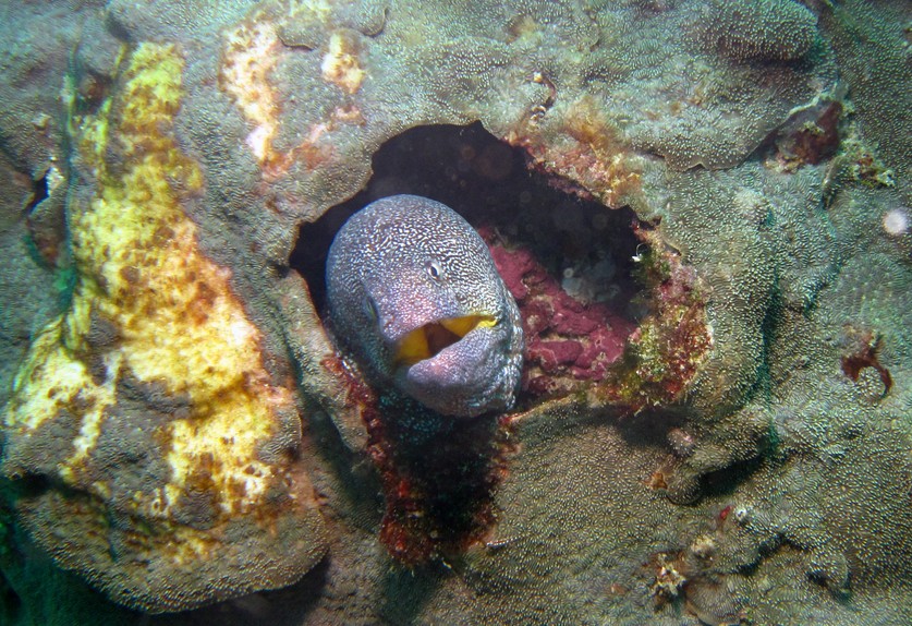 Gelbmaulmuräne - Oman sea Pearl Island