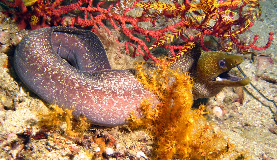 Murena marezzata - Oman sea